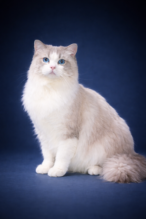 SGC. Dollsparadise Chucky